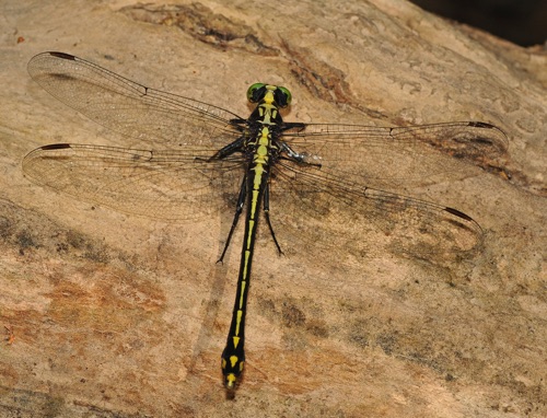 Male
2009_07_03 Floyd